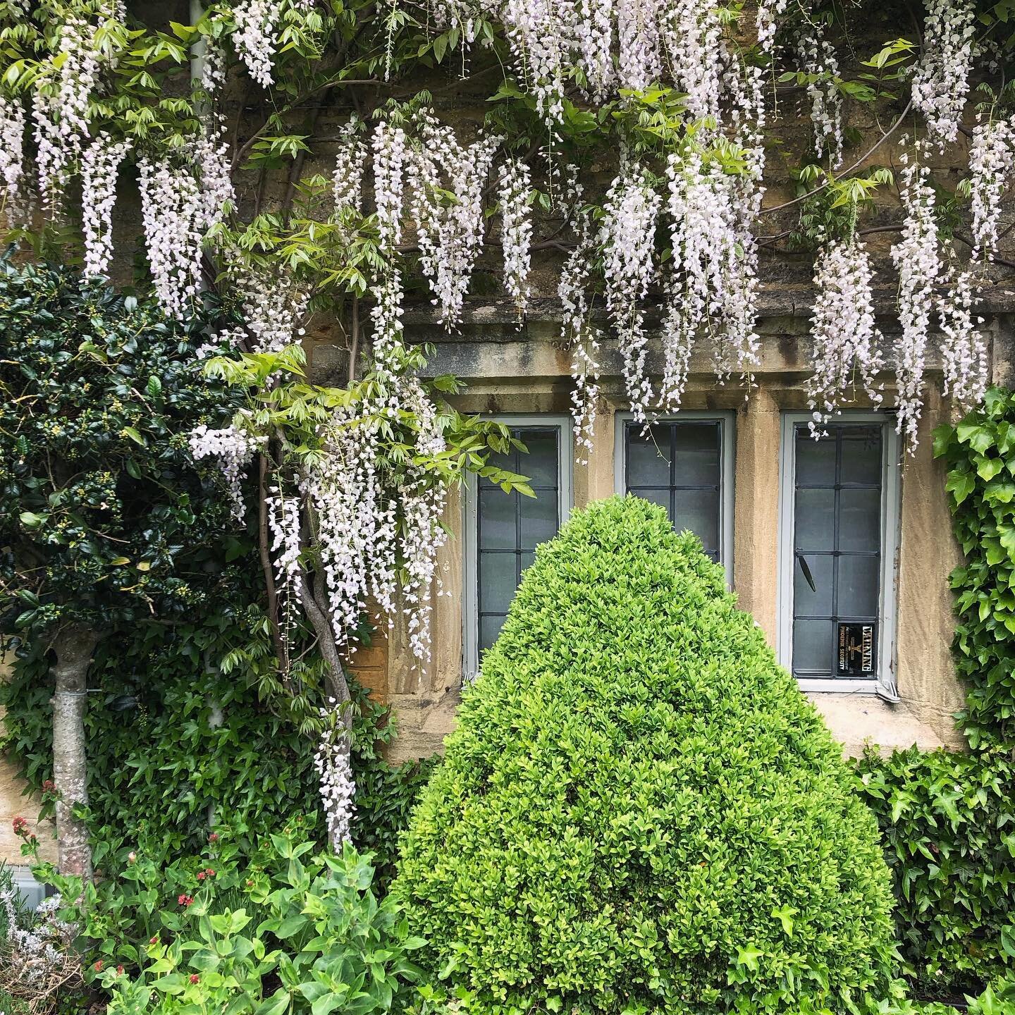 If only this was smell-o-vision. The fragrance of this wisteria is to die for. If you&rsquo;re in the Cotswolds why not drop in to Lower Slaughter for a quick waft?