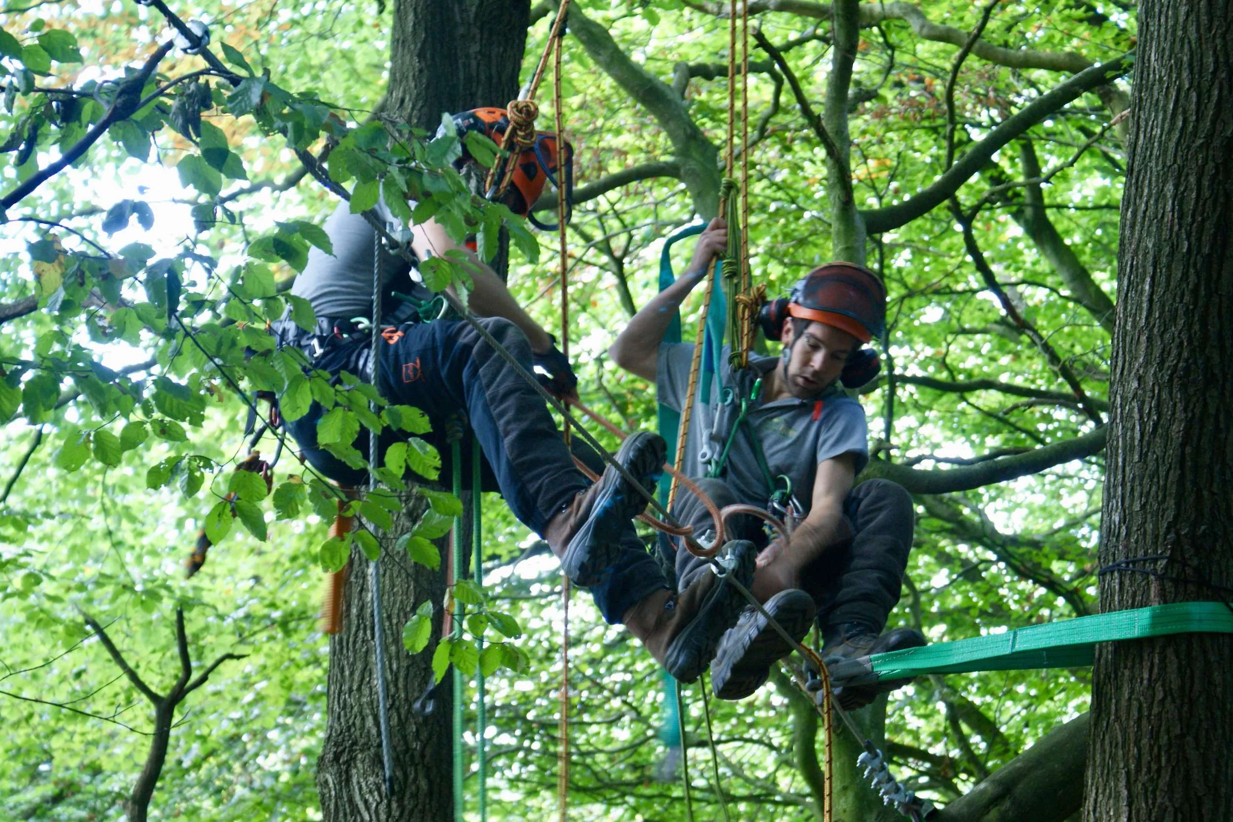 Tree climbers work in tree