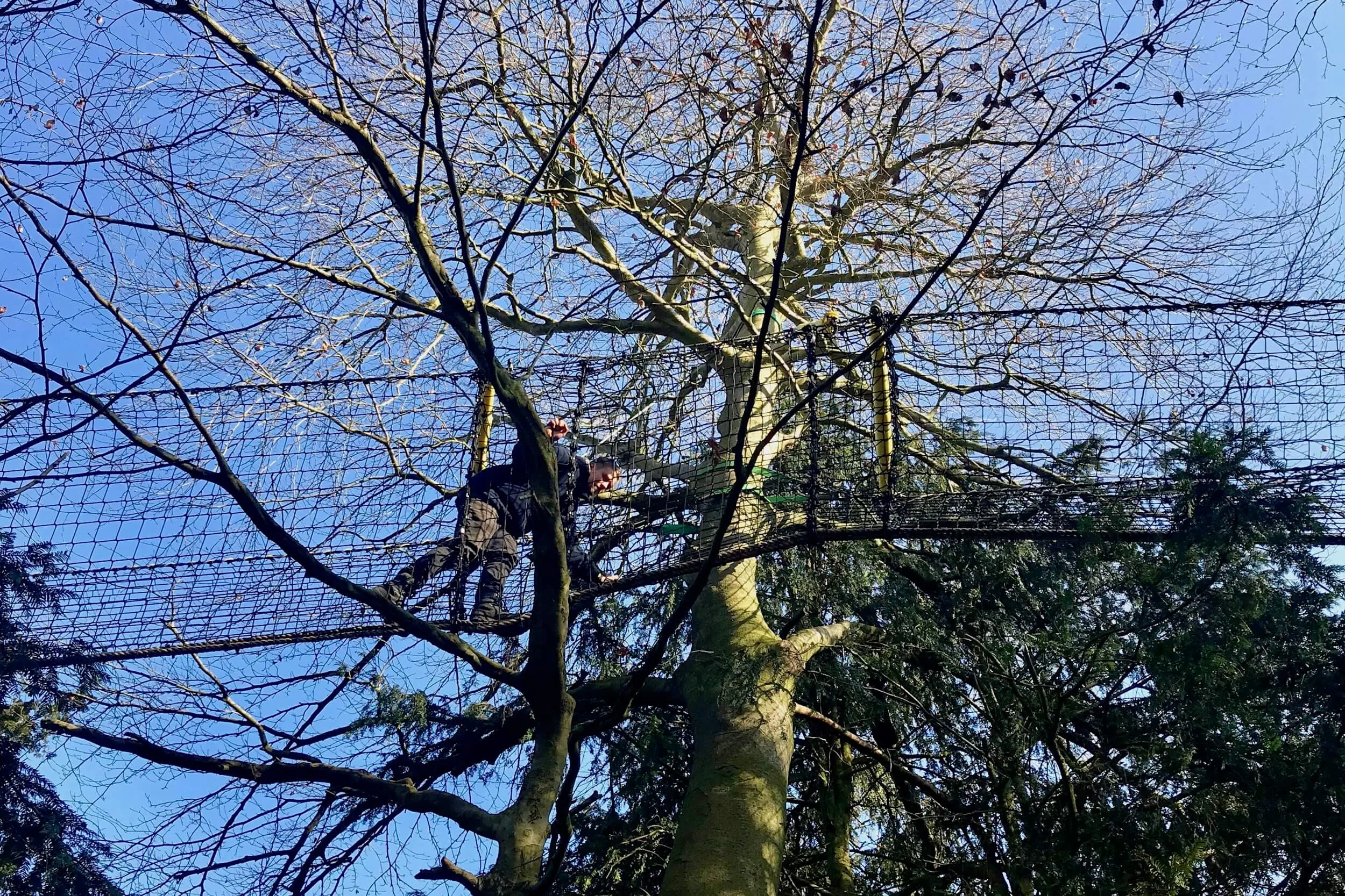 Walking in the Tree Top Trail