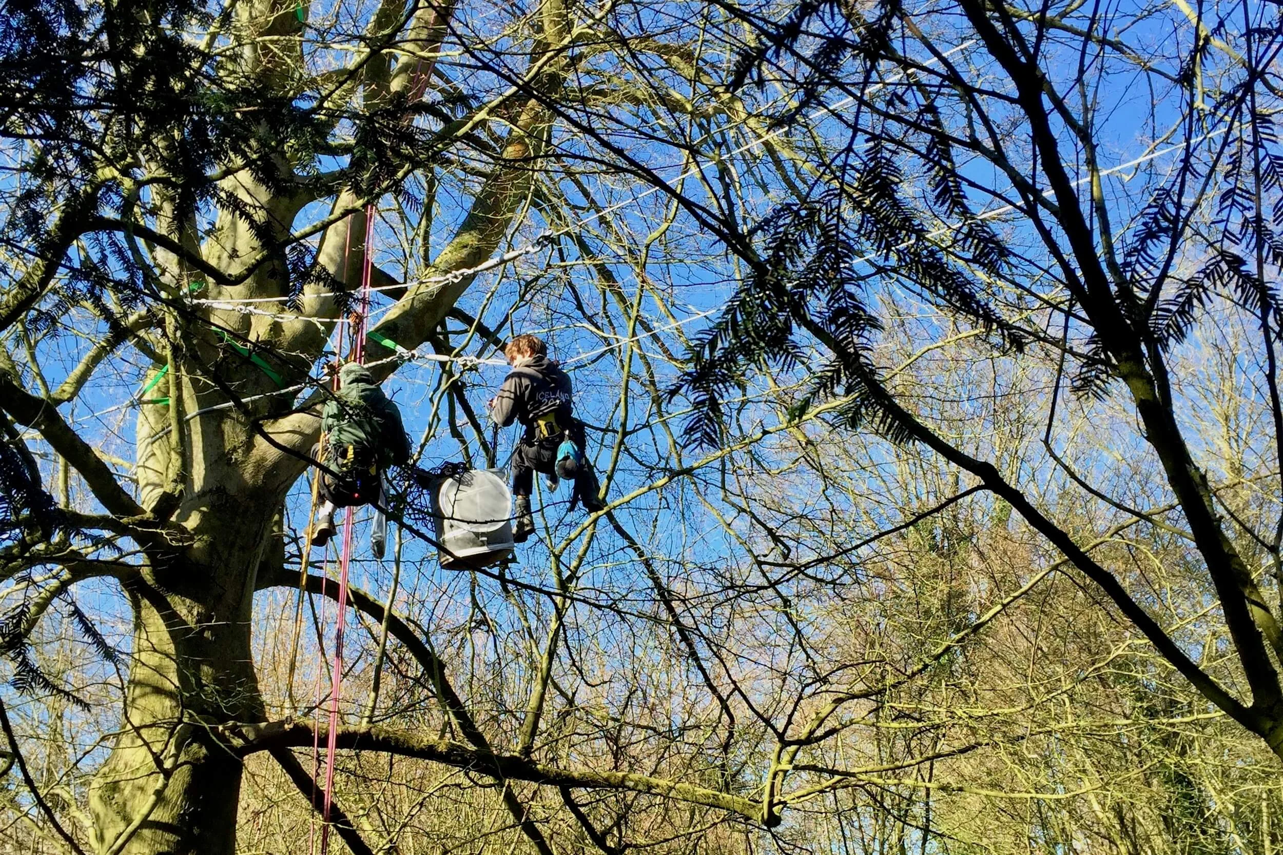 Tree Climbers installing