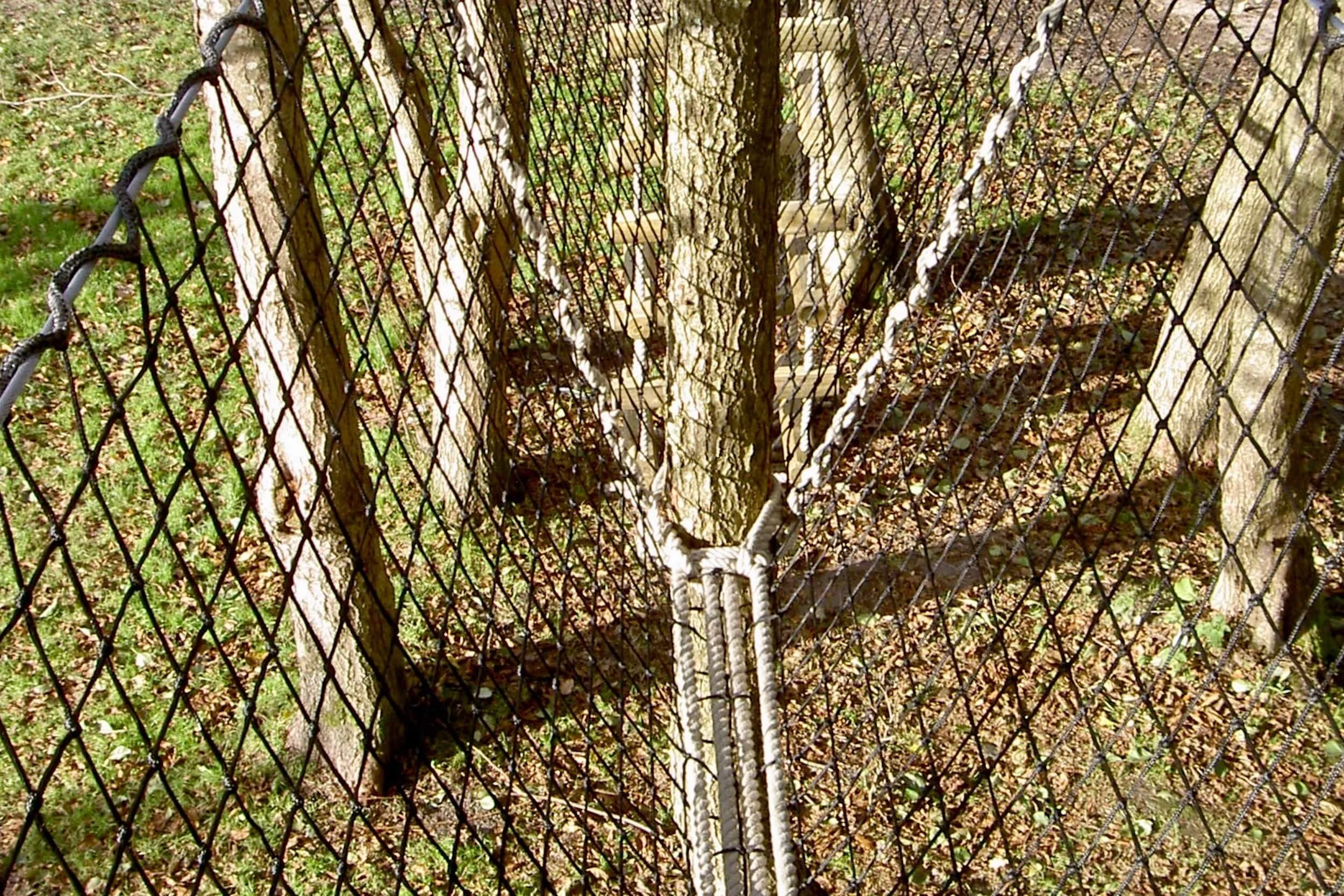 Hammock Bridge walkway wrapping a tree