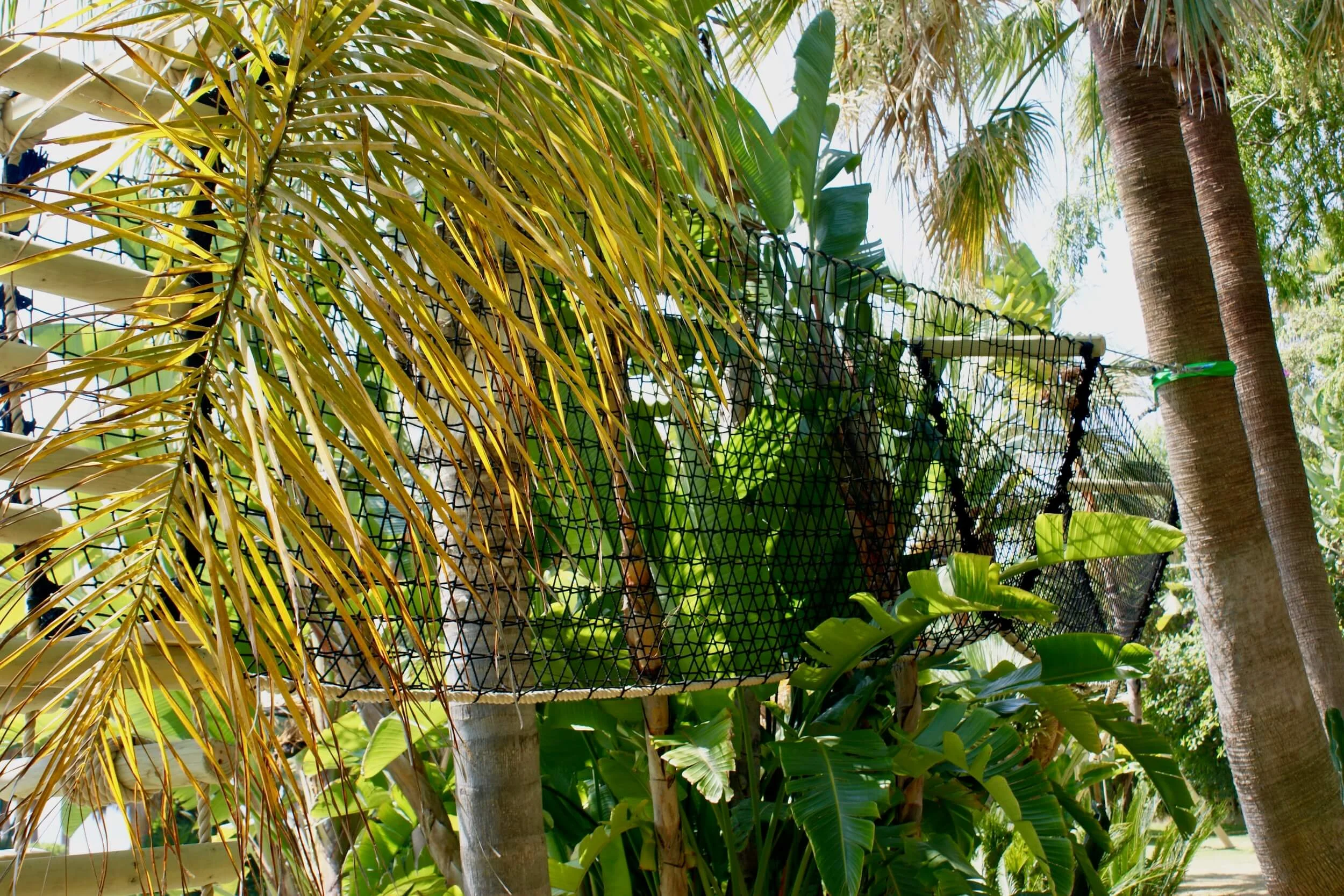 Tree Walkway suspended in palm trees