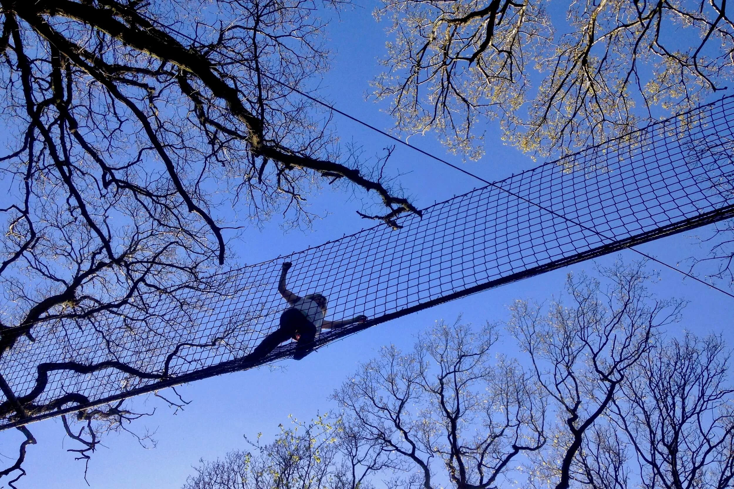 Tree-top Walkway 'sky walking'