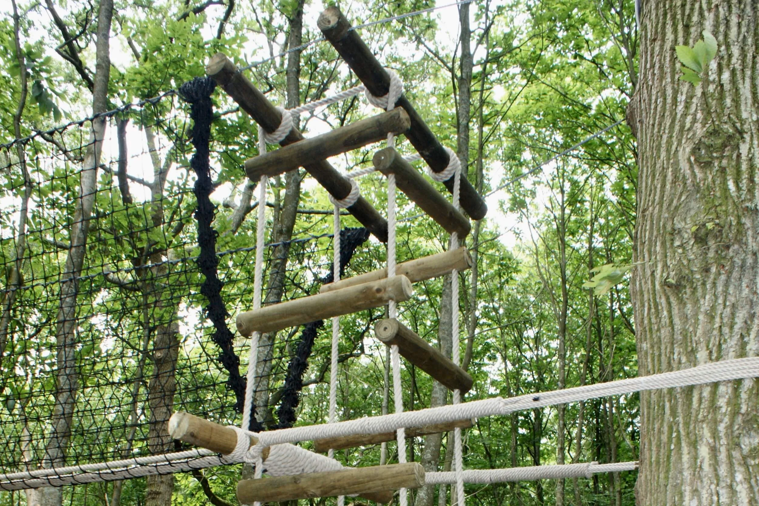 Tree-top Walkway entrance from Rope Ladder