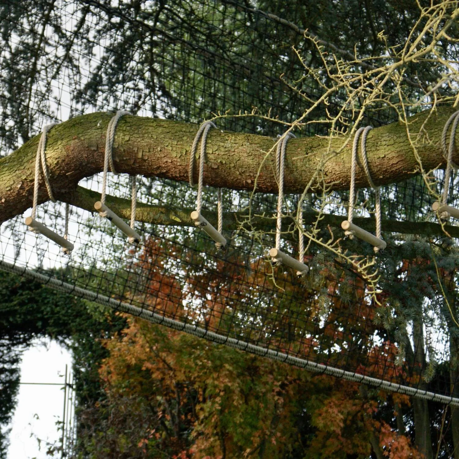 "...tree branch wrapped with monkey bars"