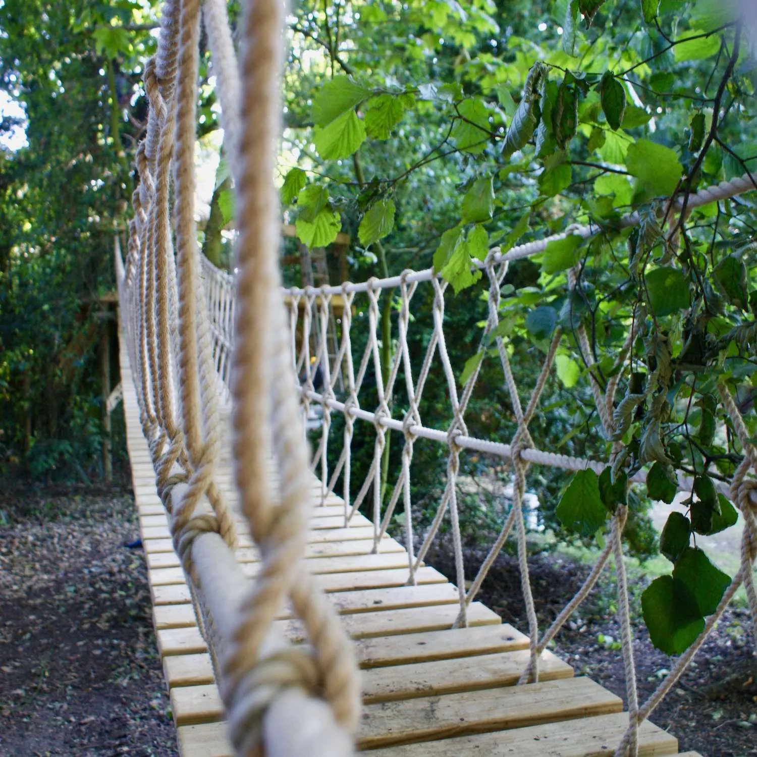 "...rope bridge through the trees"