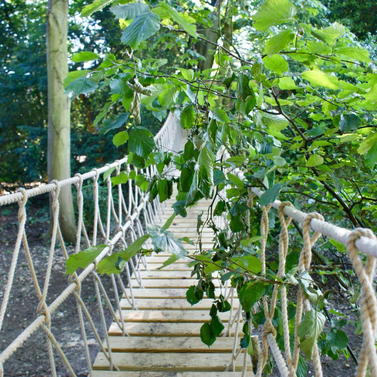 "...rope bridge in the trees"