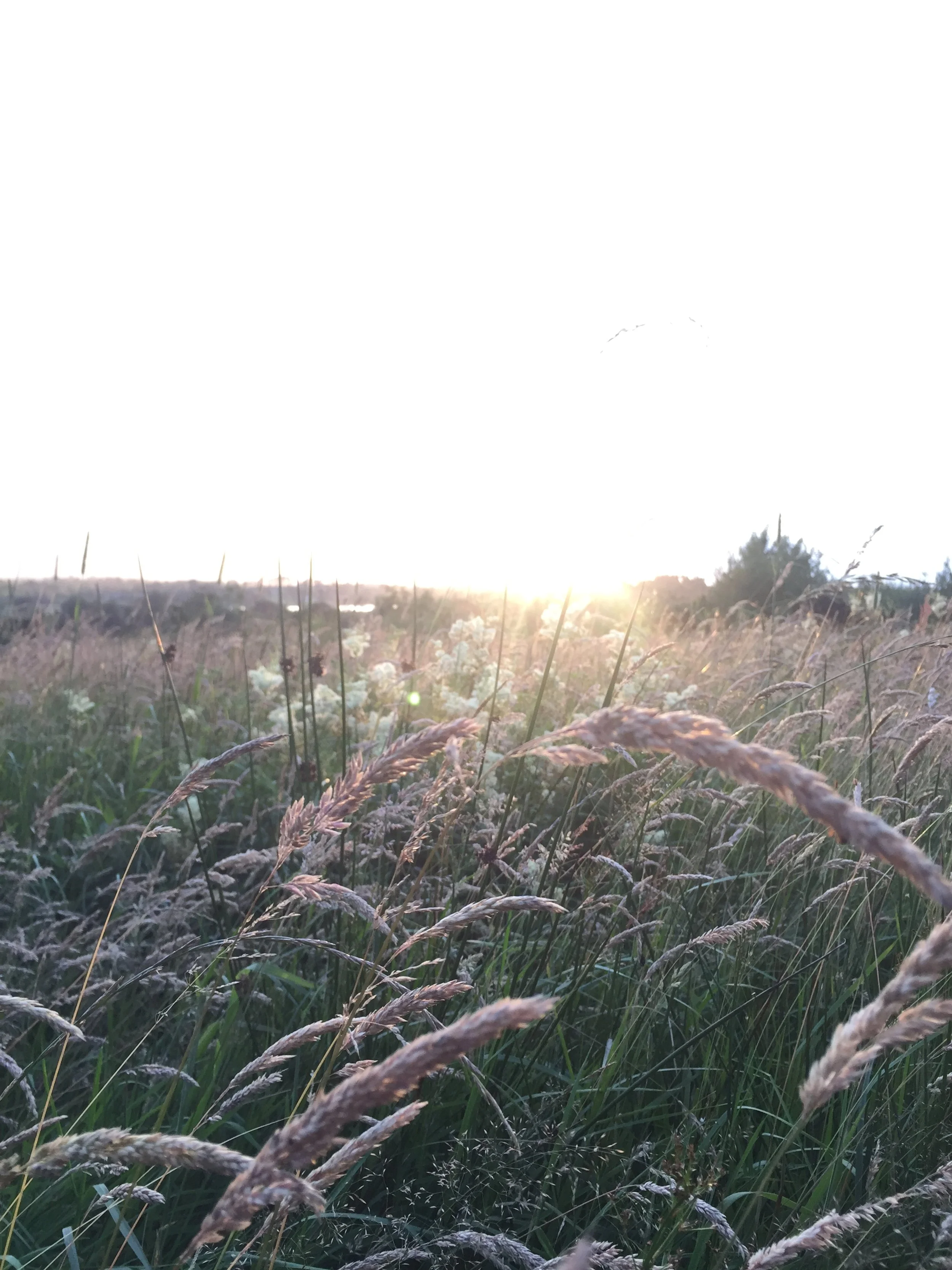 Harnessing the Power of Light: How We Absorb the Energy of the Sun