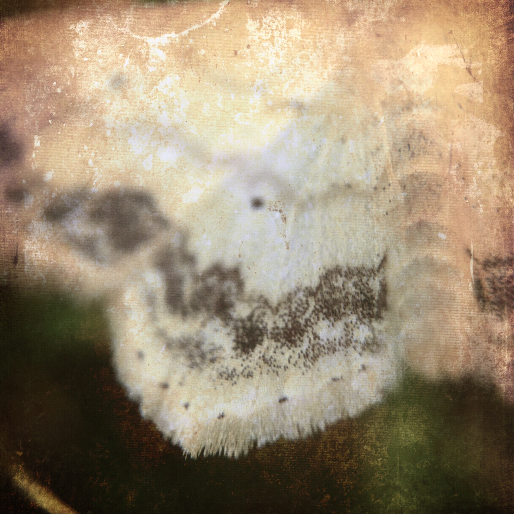 9E5CC2D6-5DAC-4404-93B1-CA7E2897FCE9.jpeg