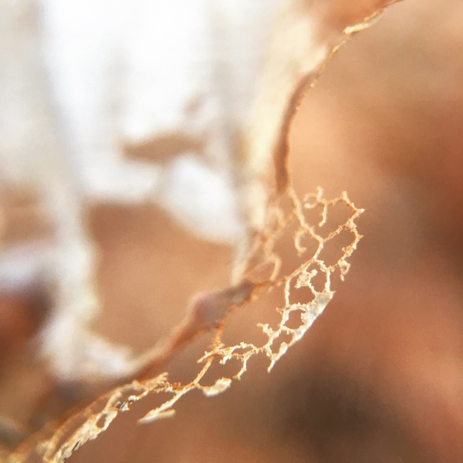 188644E4-4AD5-4CB5-8B37-B942B9CE4358.jpeg