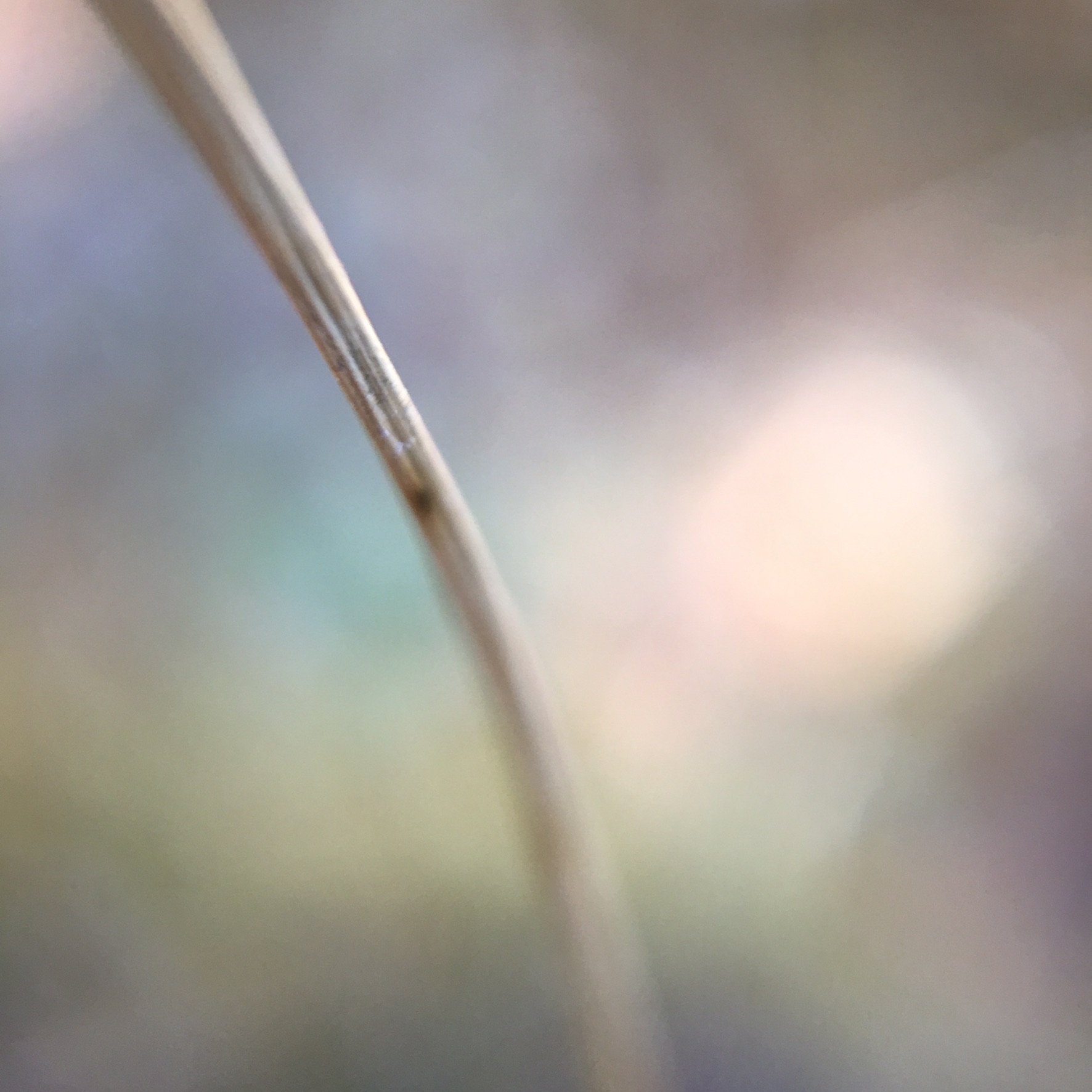 E3F557CA-3180-4709-B7C7-E0554DE1D694.jpeg