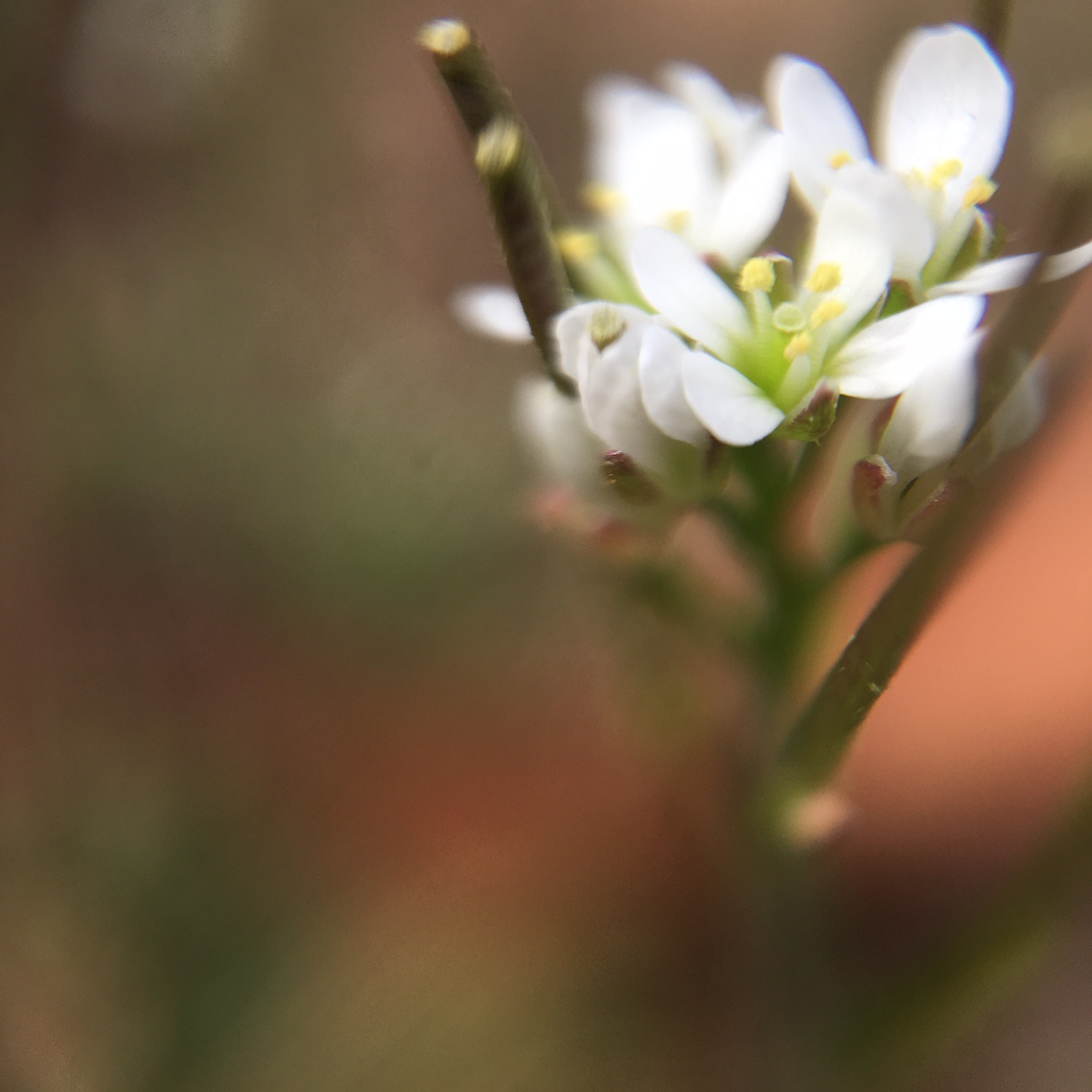 53AC0B92-97E2-4AE3-8423-BC371161FA55.jpeg