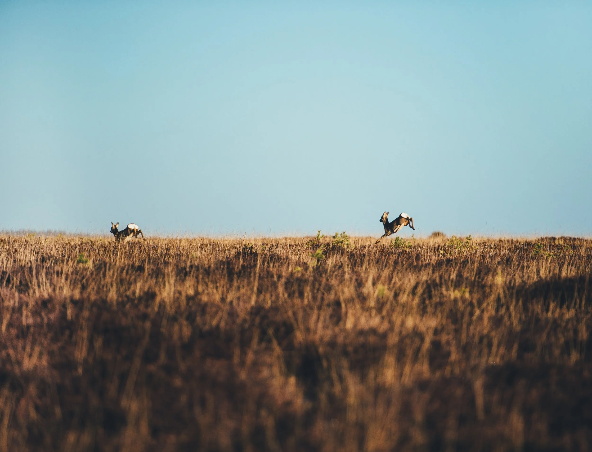 annie-spratt-204866-unsplash.jpg