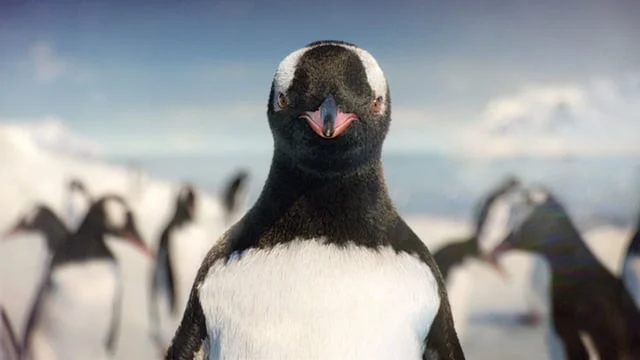 H. Samuel - Penguins - 2017