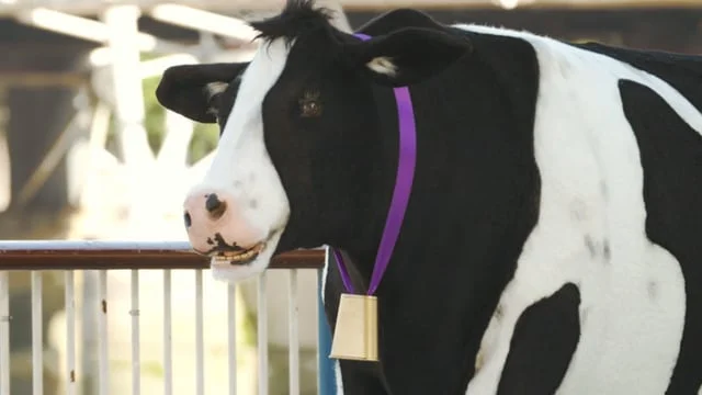 Cadburys - Adopt A Cow
