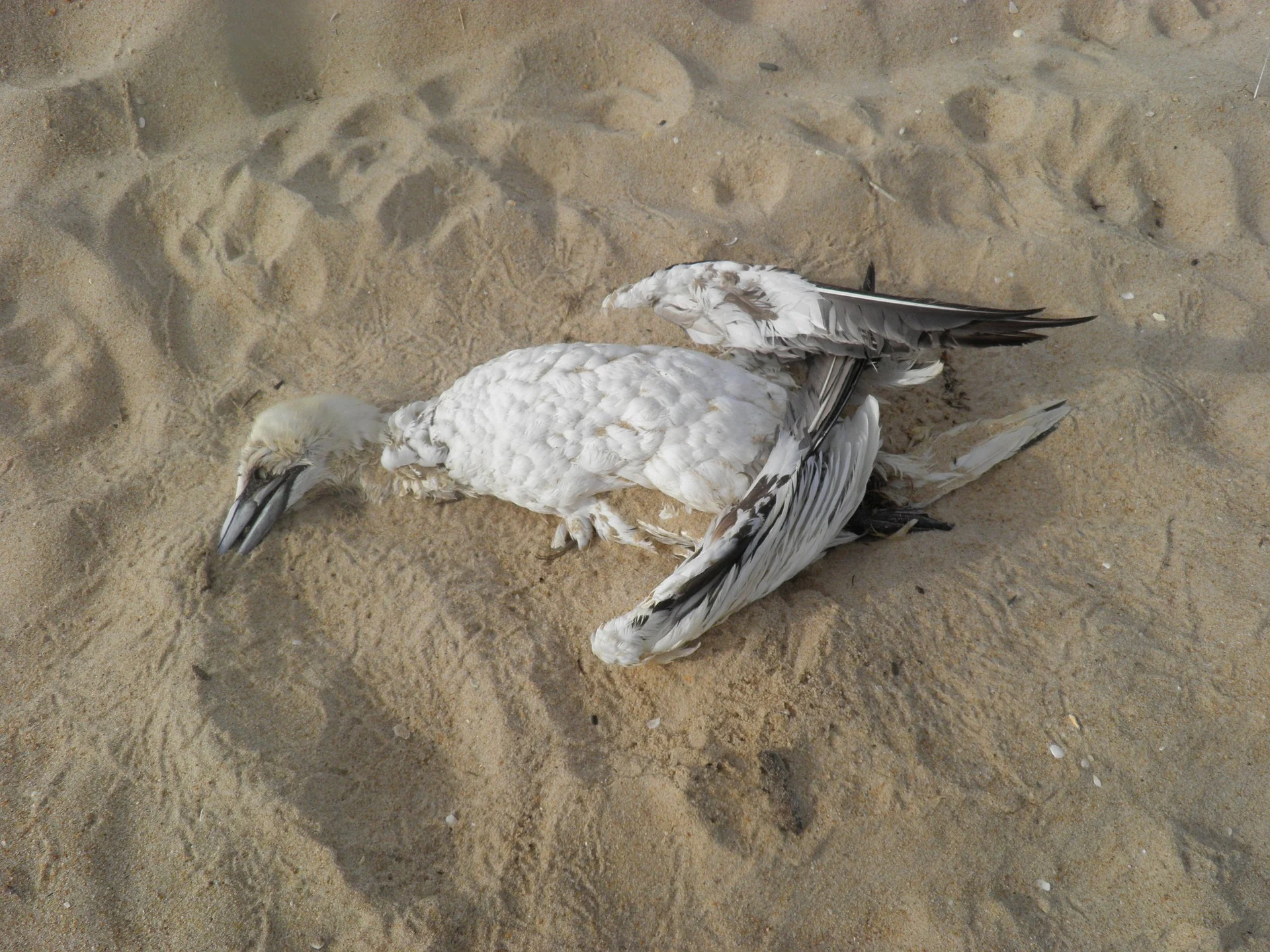 Slide 4 bird-1226969_1920.jpg