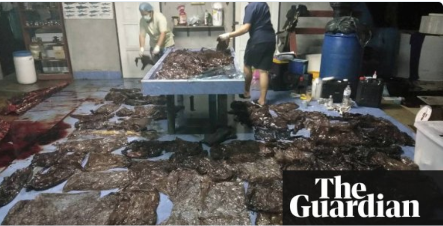 “Whale dies from eating more than 80 plastic bags” The Guardian article