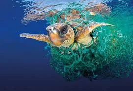 Journée mondiale de l’océan : le WWF alerte sur la pollution plastique de la Méditerranée