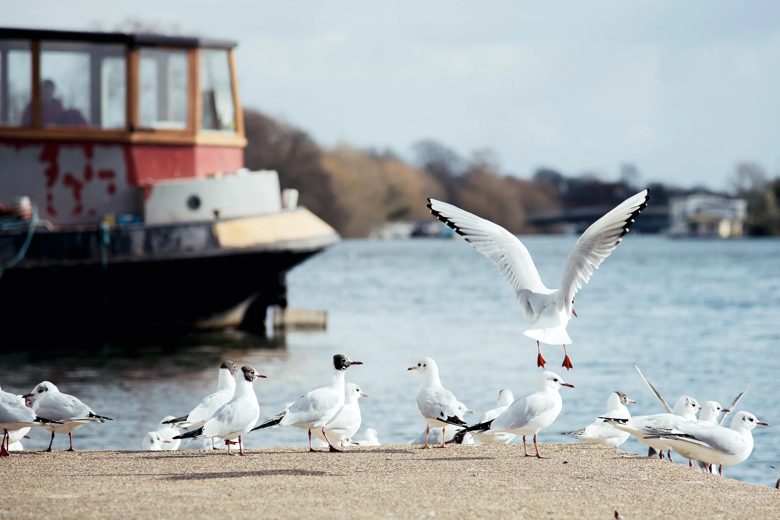 Researchers have uncovered a new disease in seabirds called "plasticosis"