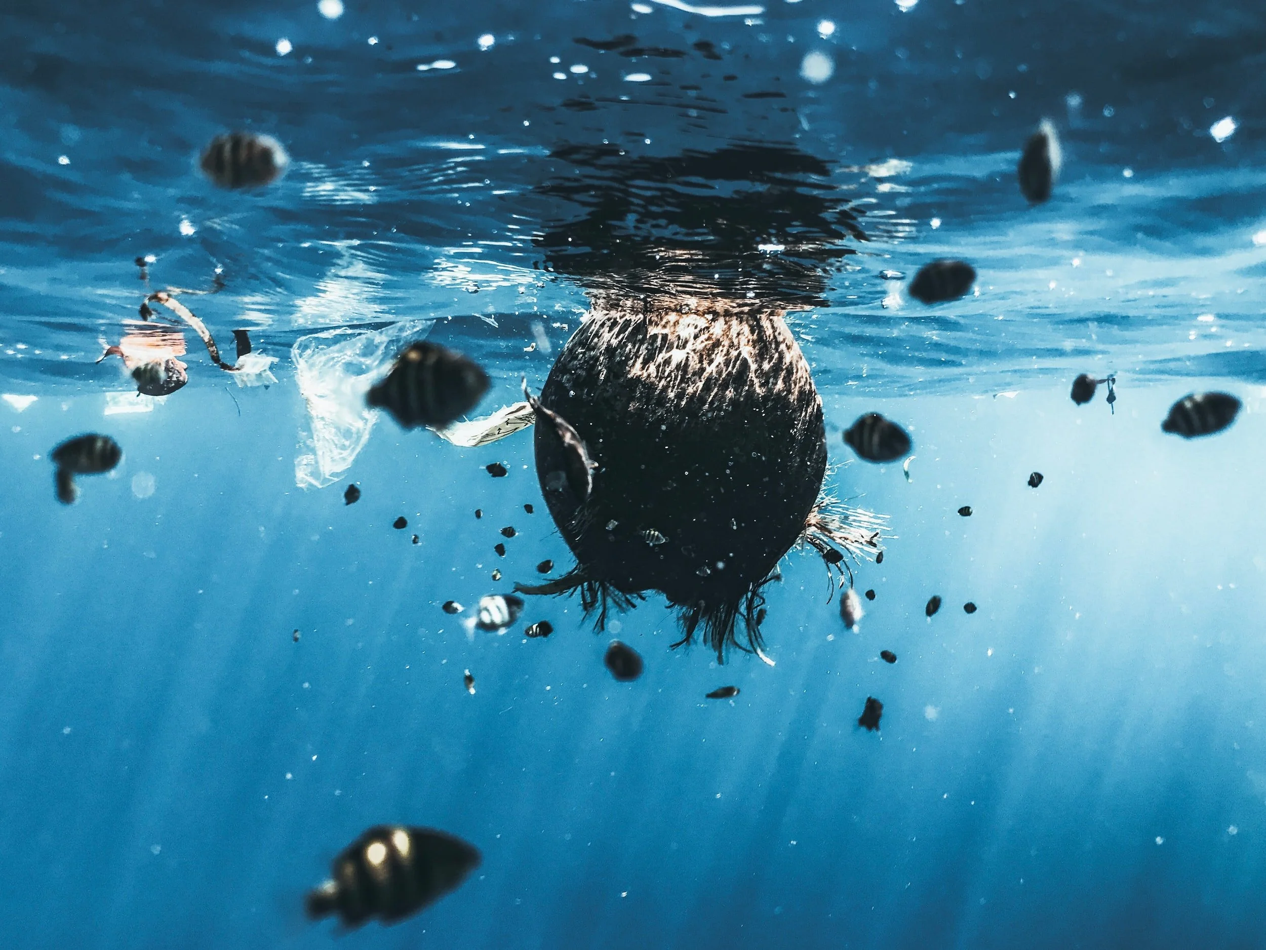 Augmentation significative de la pollution plastique avec plus de 170.000 milliards de particules de plastique dans les océans.