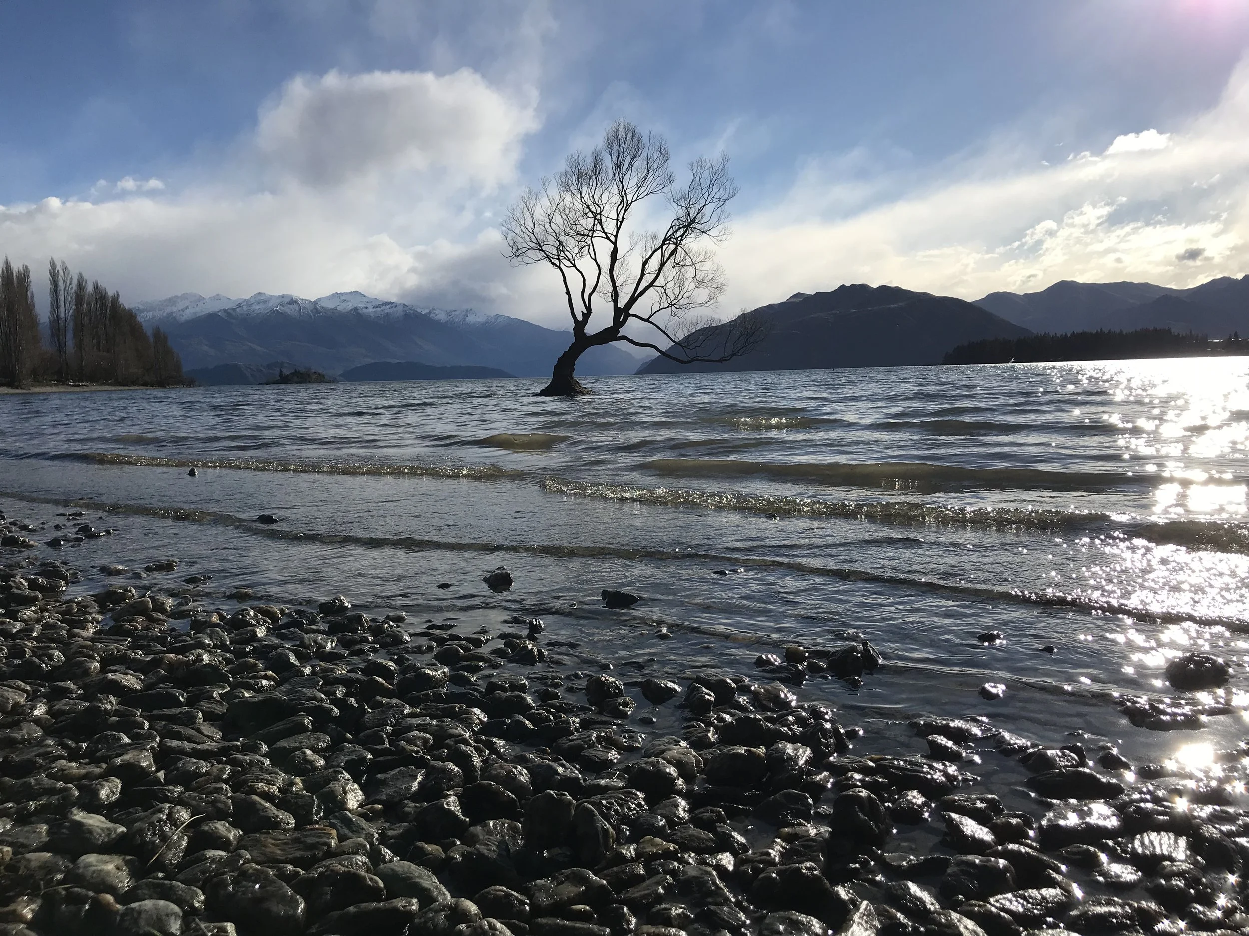 #thatwanakatree - ‘Instagram famous’ tree at Lake Wanaka