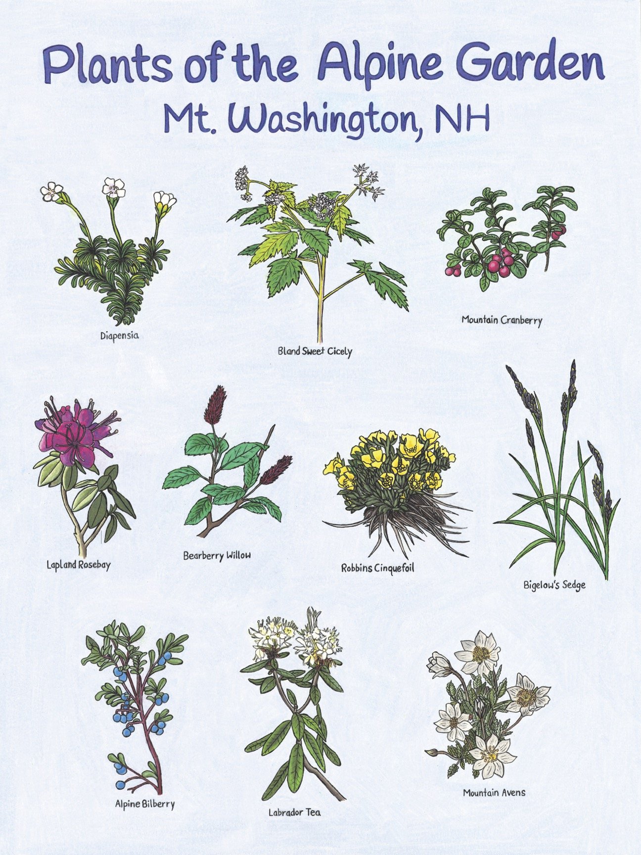 Plants of the Alpine 18x24.jpg