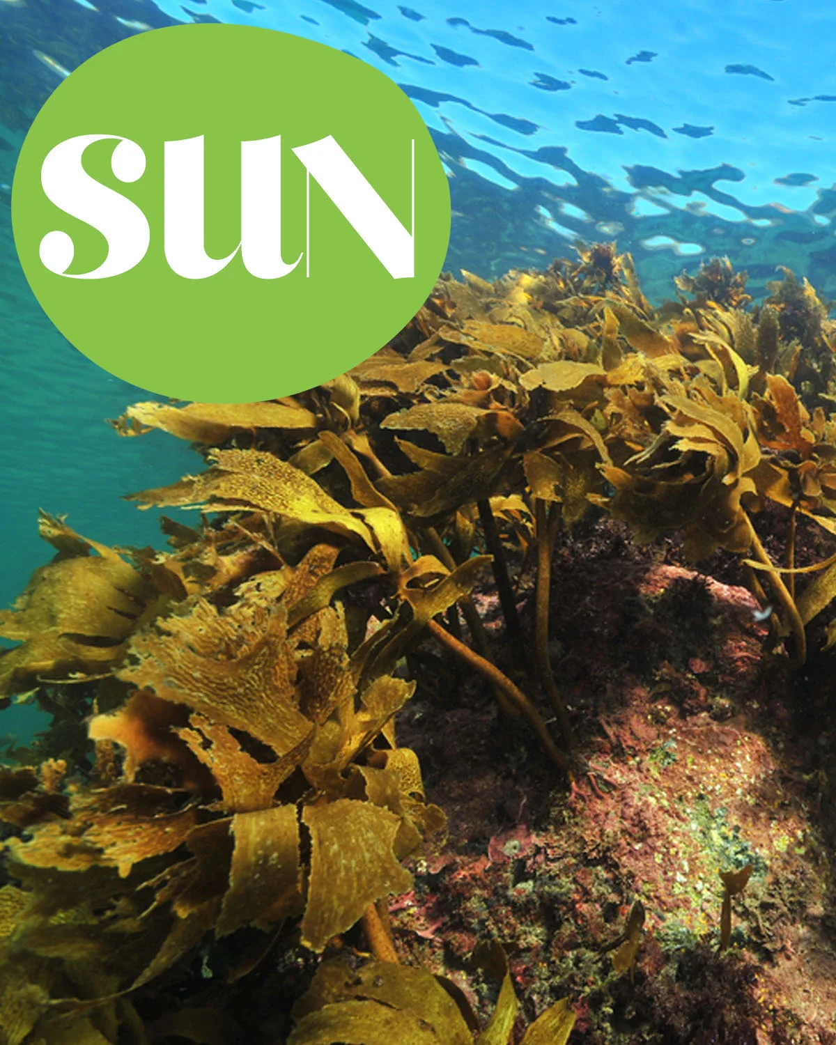 Sunday, July 1st 2018: Seaweed foraging, kayaking picnic in Clew Bay, Mescan Brewery tour, mussel and oyster farm tour Why not spend your lunchtime foraging for seaweed near Murrisk Abbey, take to the water for a kayaking picnic in Clew Bay, visit a local mussel and oyster farm or discover the magic at Mescan Brewery.