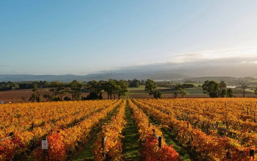 If Australian Reds Are Your Go-To, This Yarra Valley Name Belongs on Your List