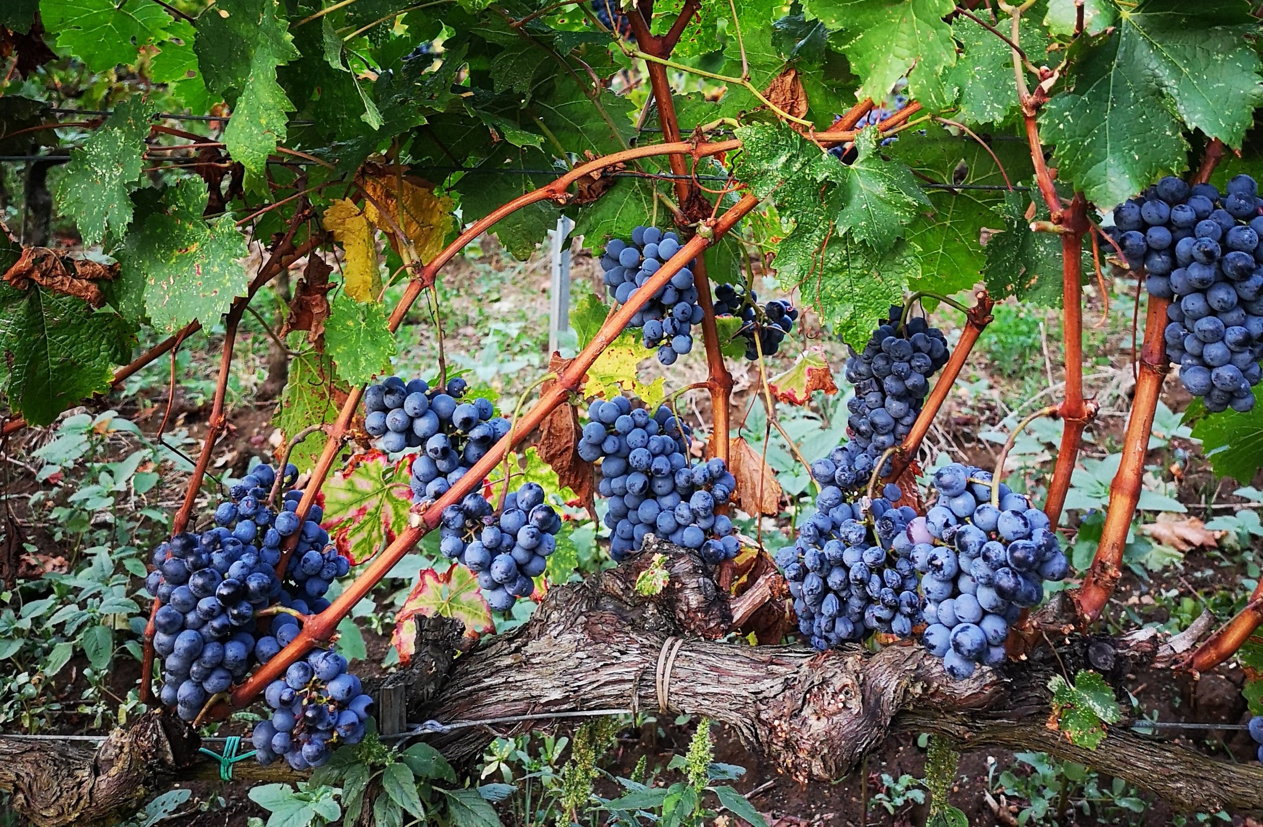 Sassicaia: The first Tuscan — The Drinkers