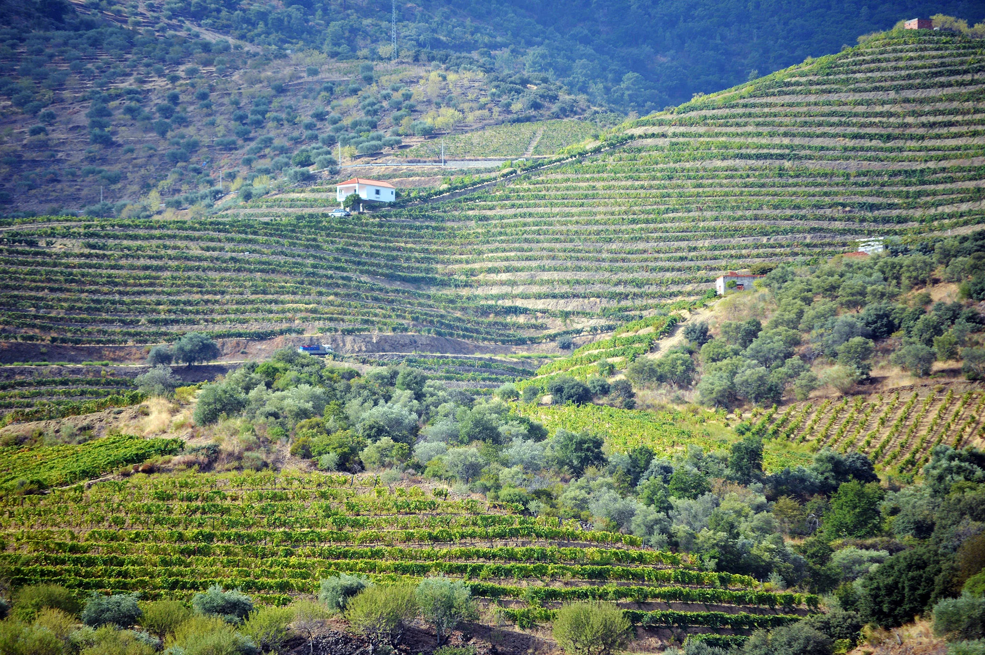 Generic Douro DSC_9125A.jpg