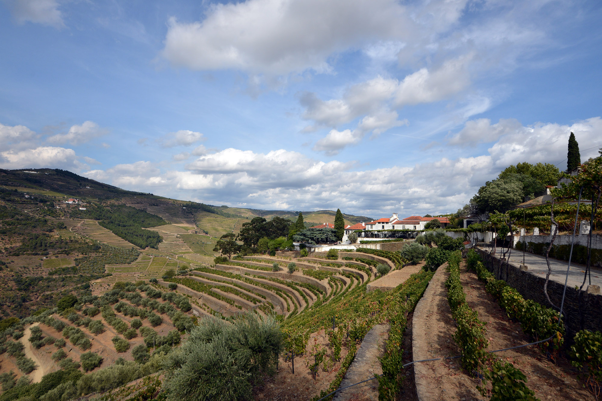 Quinta do Noval  DSC_0541A.jpg