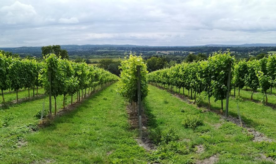 Vines  at Greyfriars.jpg