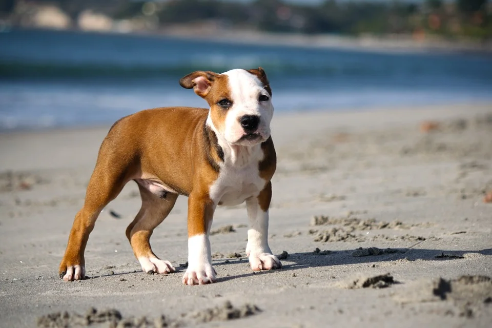 Bama Bully Rescue