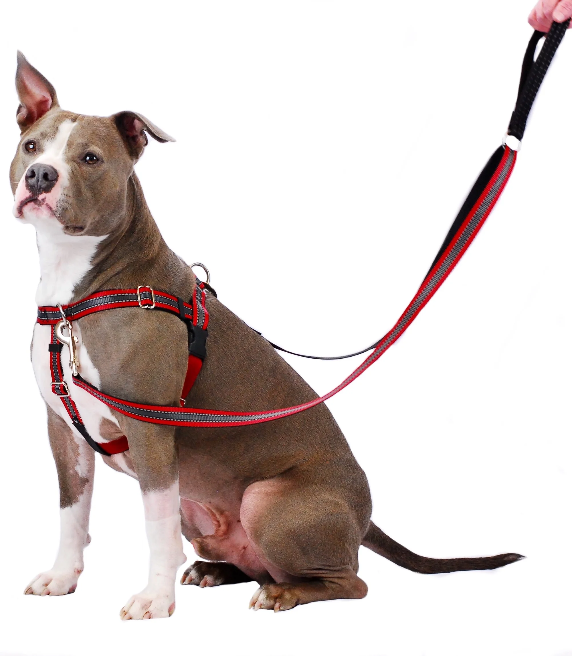 Harness-and-Training-Leash-ReflecRed.jpg