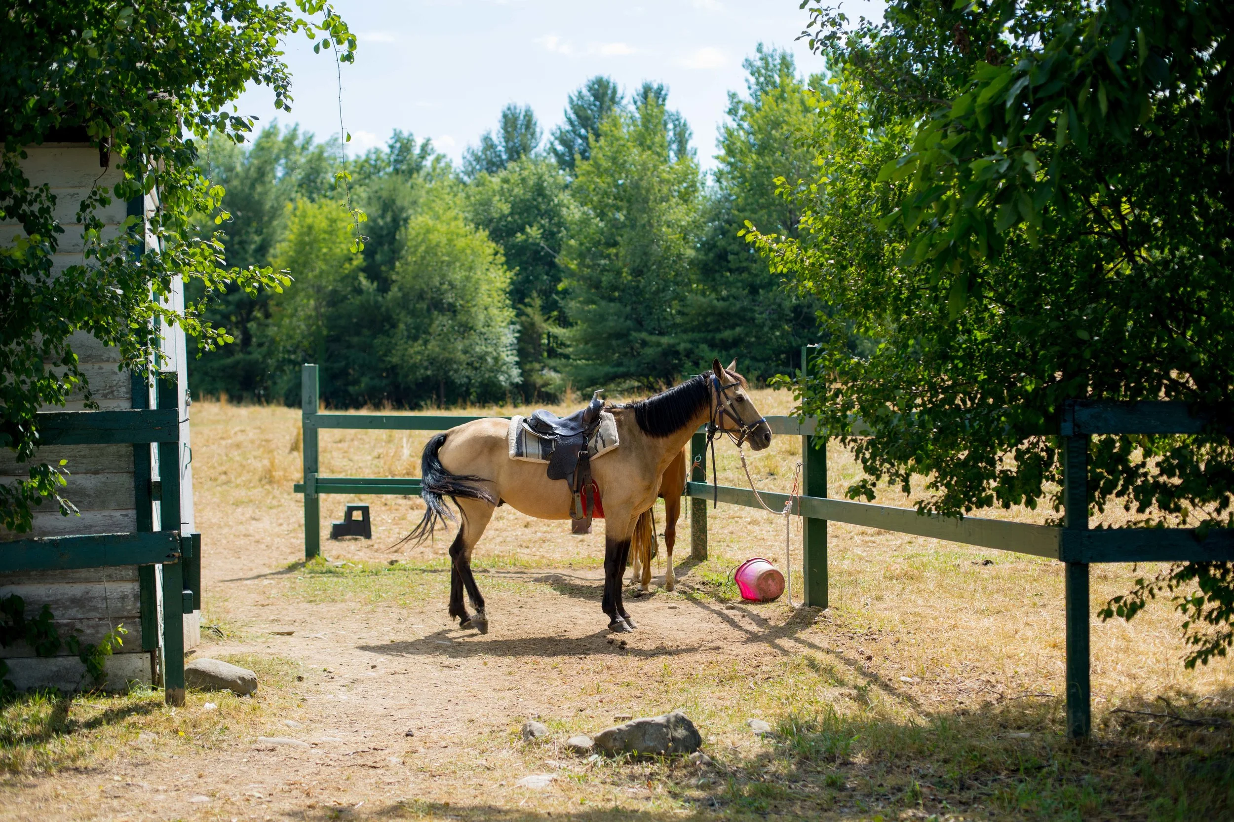 Horseinstable.jpg
