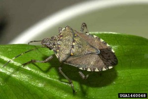 Brownmarmoratedsinkbugonleaf-300x200.jpg