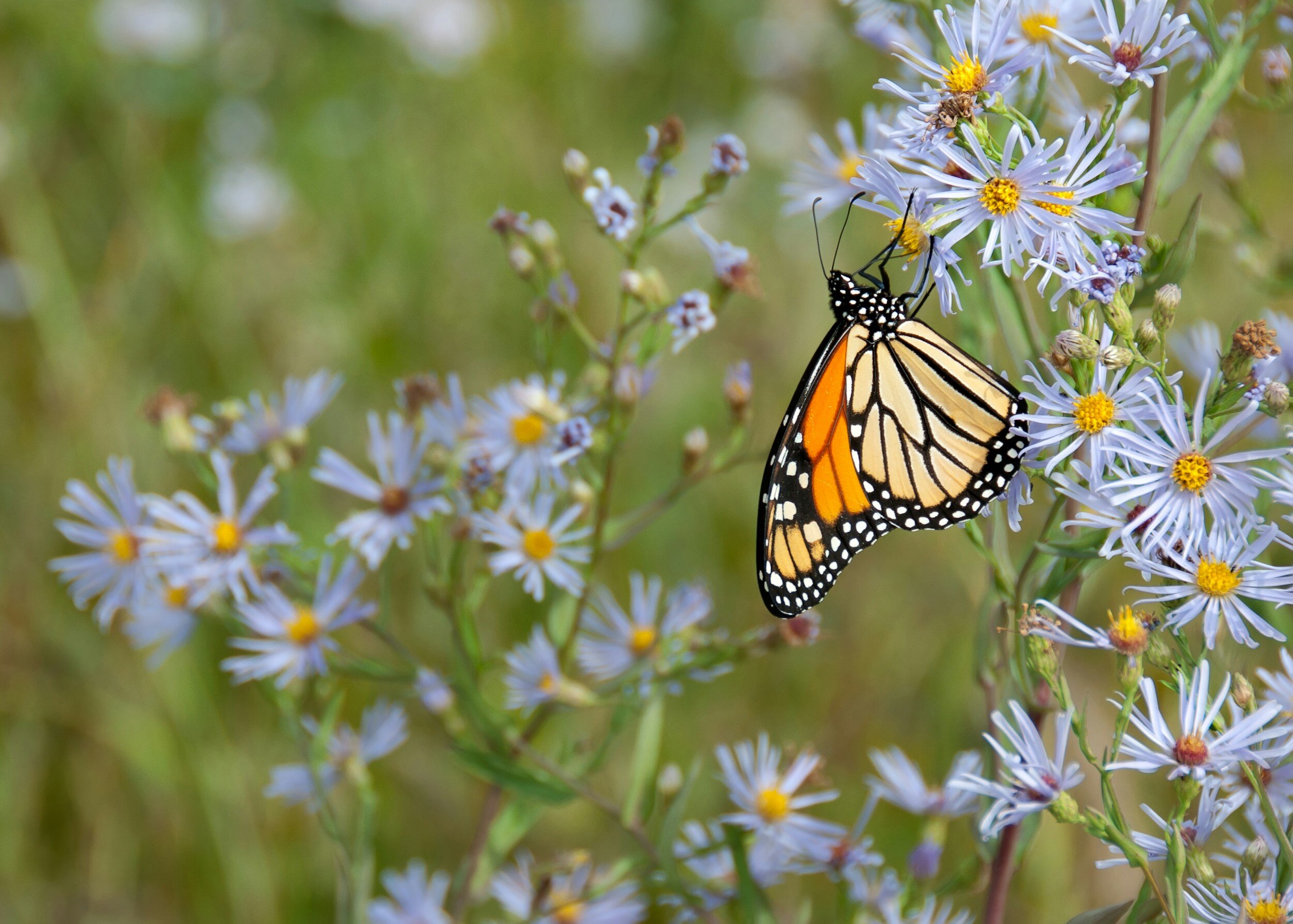 March General Membership Meeting - My Prairie Restoration Project and Visit to my Pollinator Garden - by John Blair