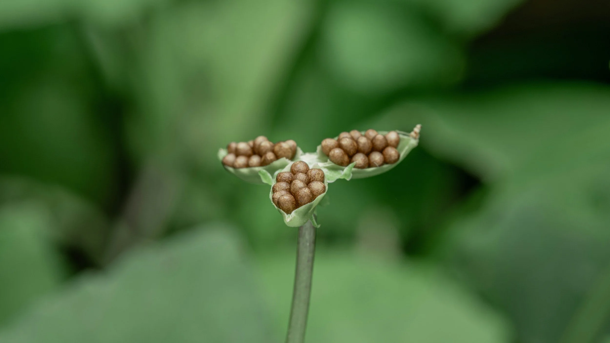 Seed Swap at the Indian Springs Metropark Environmental Discovery Center 