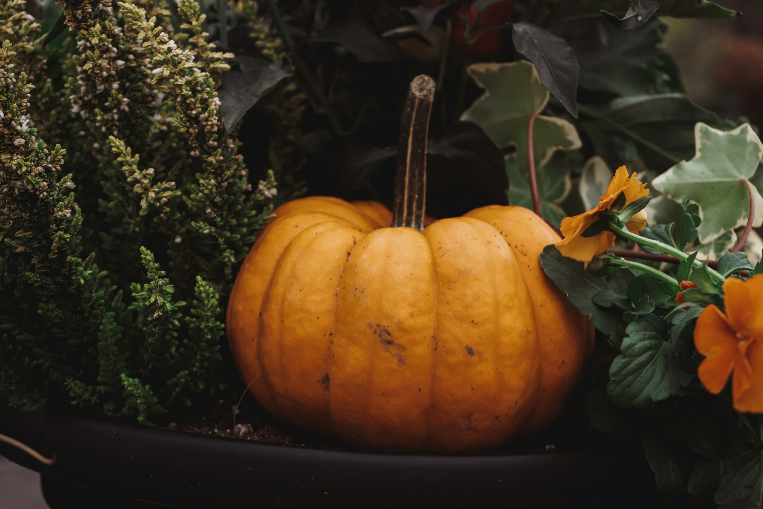 October General Membership Meeting - Fall Bulbs for Spring Blooms by Carol Bradbeck
