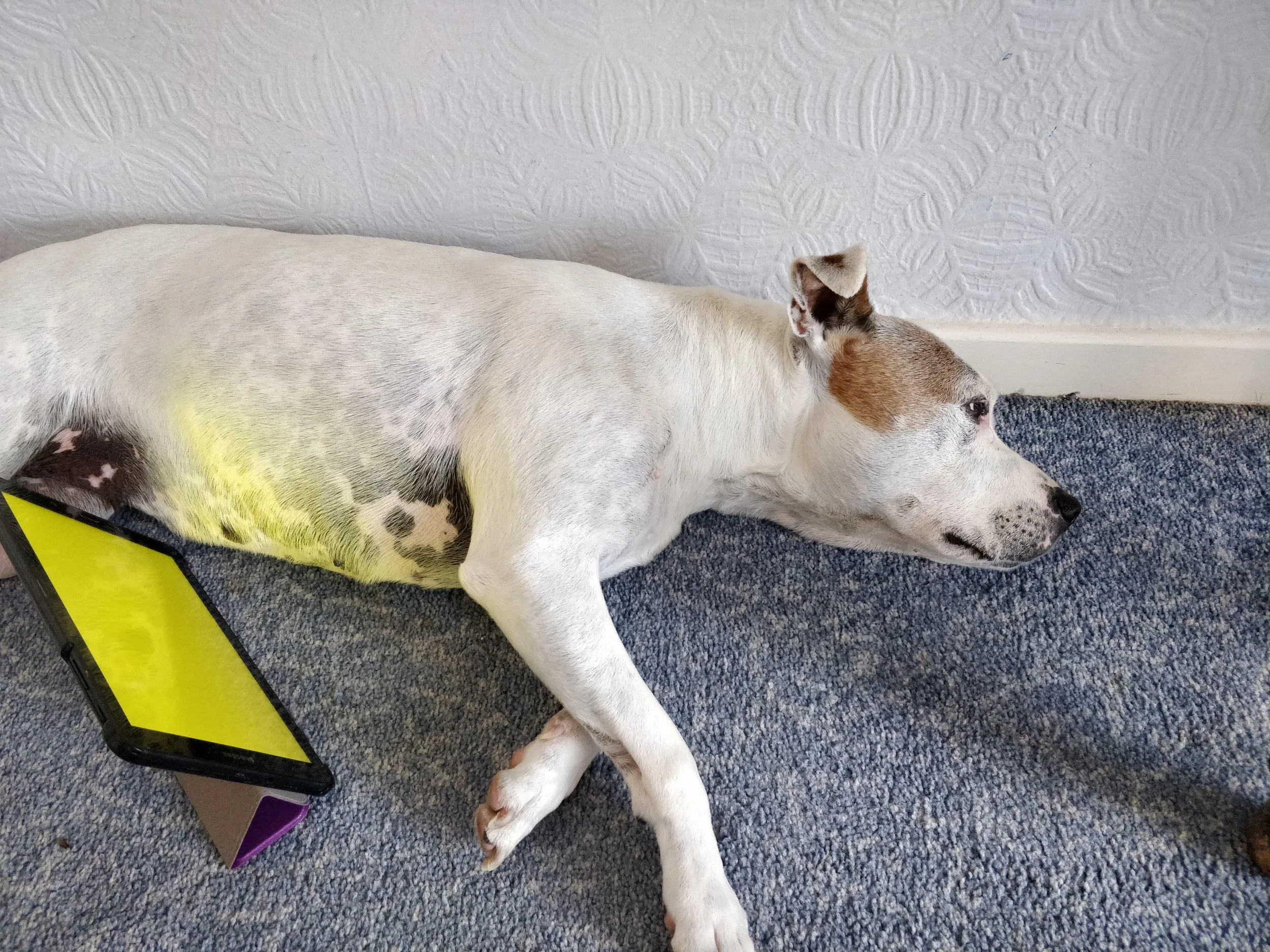canine colour therapy.jpg