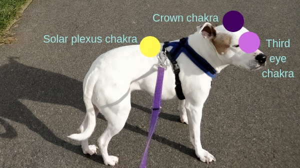 Anxiety chakras.png