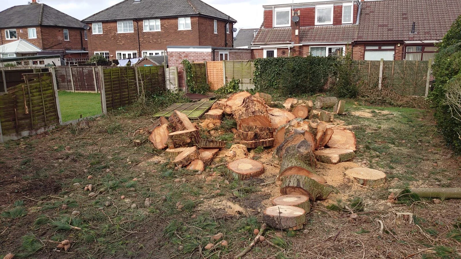 Tree Services — Tree Stump Removal