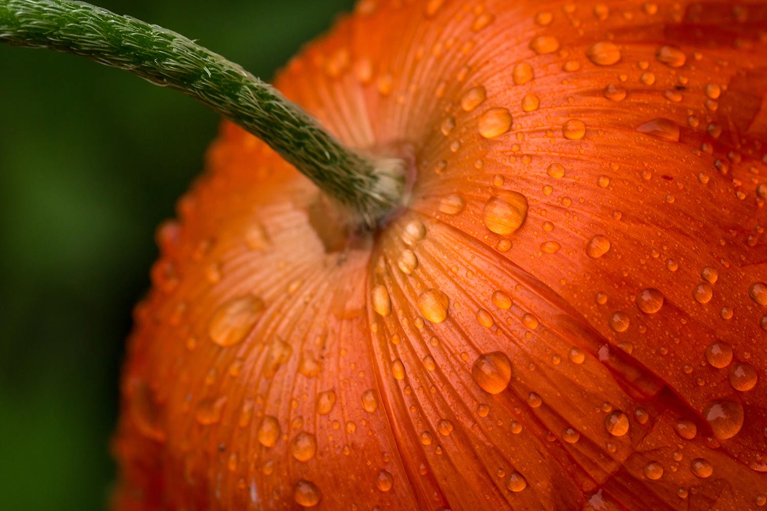 Macro of a poppy with rain drops
