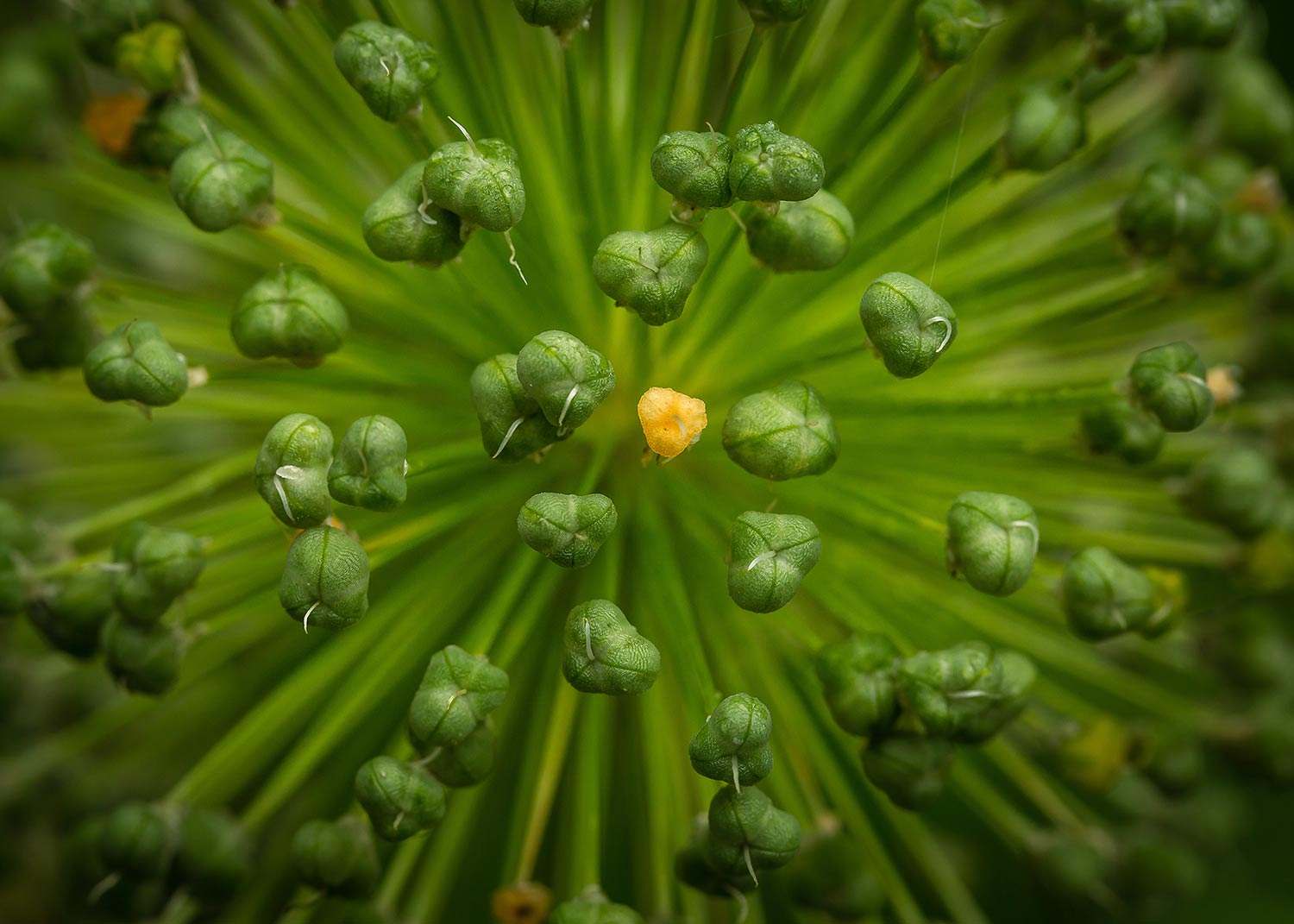 Remains of an allium bloom