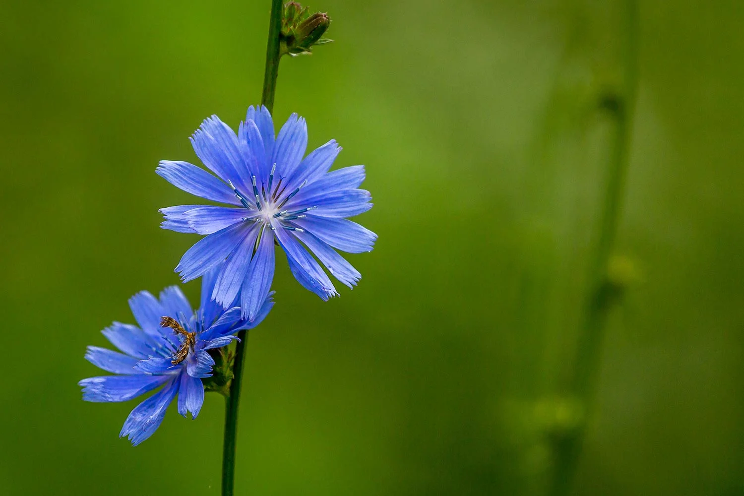 Bug on a chicory bloom