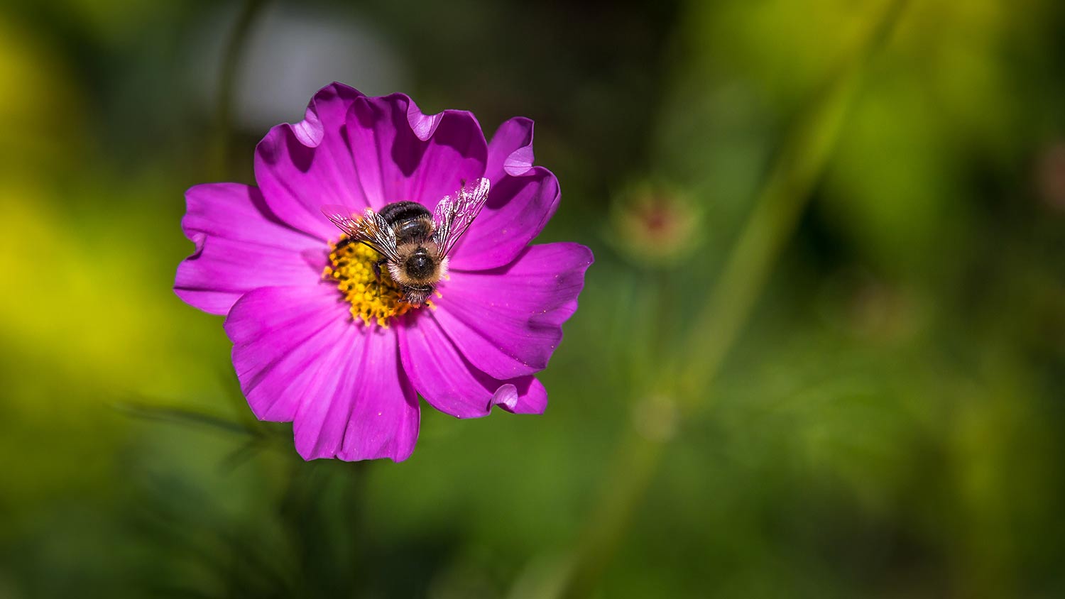 Bumble bee on a flower