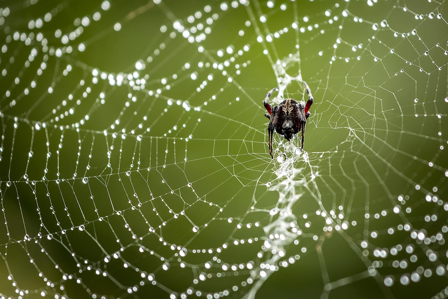 A creepy tropical orb-weaver after a rain shower. These spiders can make some rather large webs, I always had a fear of walking into one. Although they are non-poisonous, I understand their bite packs a punch.