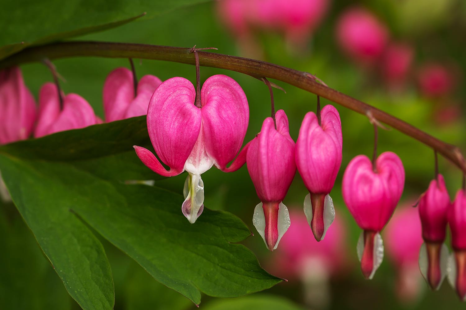 Colorful Bleeding Hearts