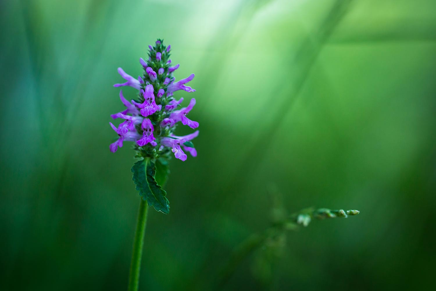 Salvia in the morning glow