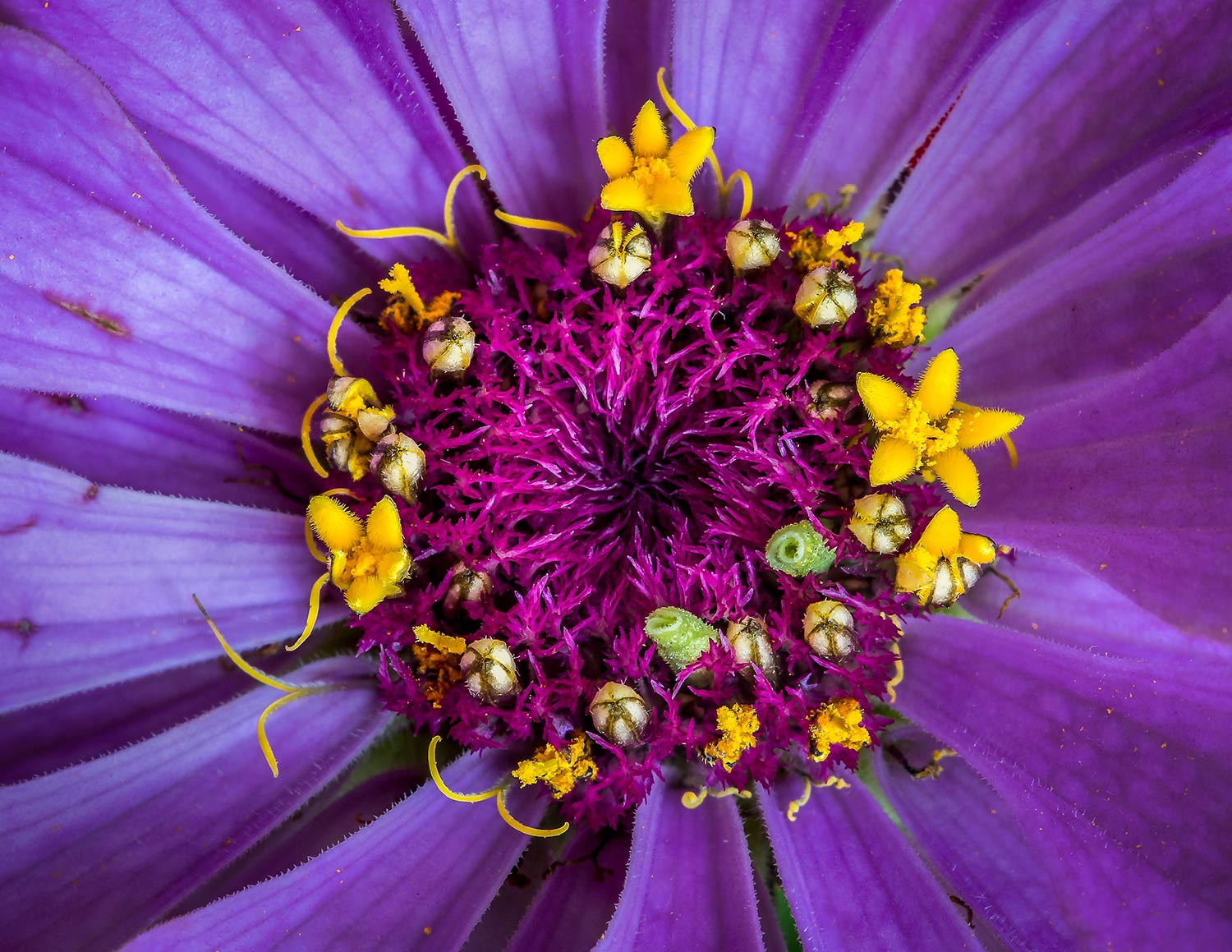 Zinnia Details